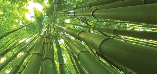 giant-bamboo